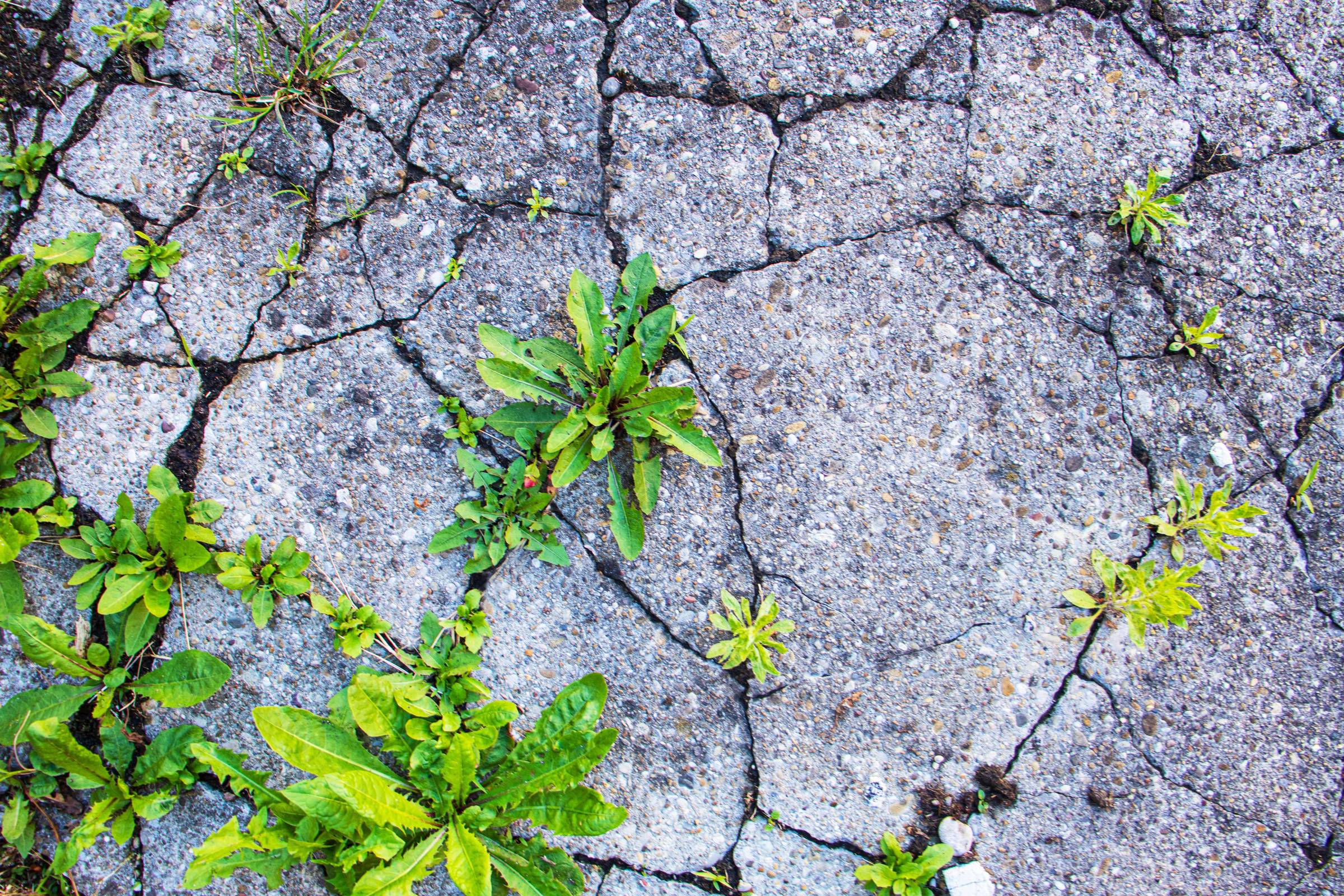 life in the crack